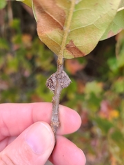 Kermesidae