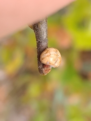 Kermesidae