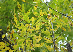 Fraxinus pennsylvanica