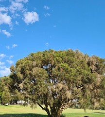 Melaleuca irbyana