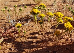 Erymophyllum compactum