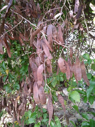 Huizaches, sensitivas, plumerillos y parientes