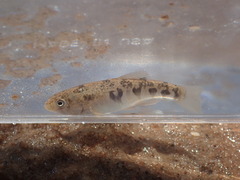 Cyprinodon rubrofluviatilis