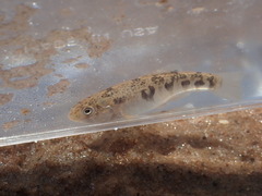 Cyprinodon rubrofluviatilis