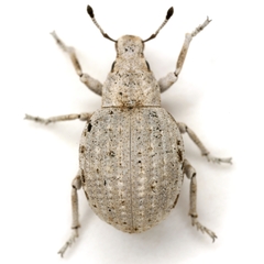 Ophryastes ovalis