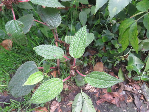 Phenax rugosus