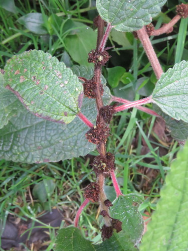 Phenax rugosus, photograph 1
