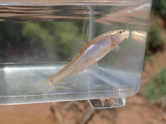 Macrhybopsis australis