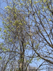 Acer platanoides