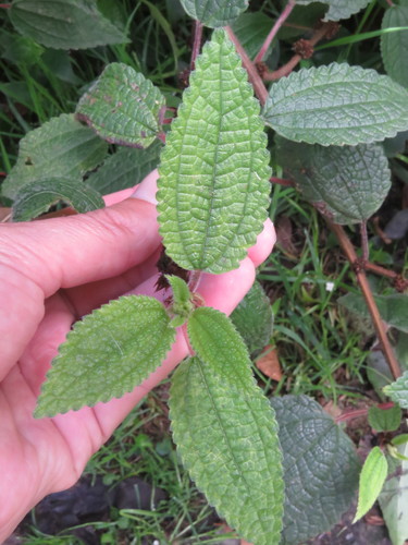 Phenax rugosus, photograph 2