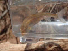 Macrhybopsis australis