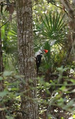 Dryocopus pileatus image