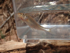 Macrhybopsis australis