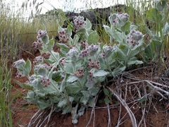 Asclepias californica