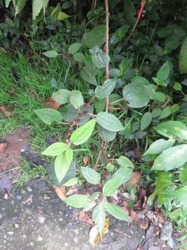 Phenax rugosus, photograph 3
