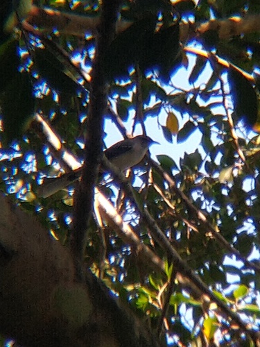 Centzontle tropical