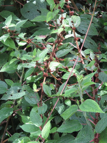 Phenax rugosus, photograph 4