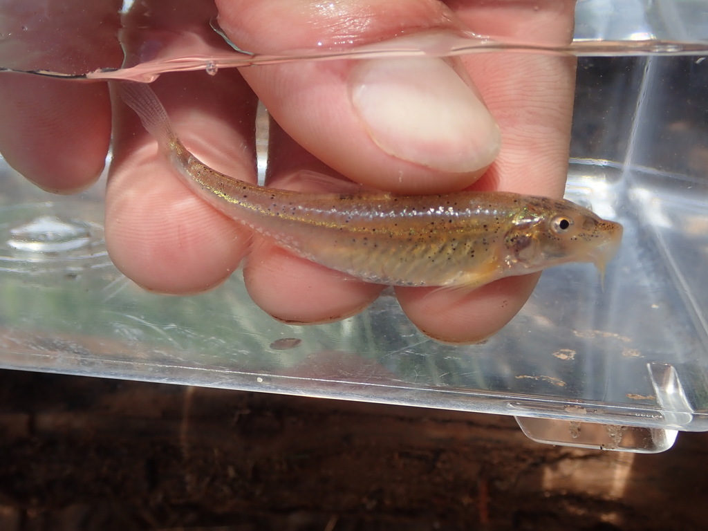 Prairie Chub