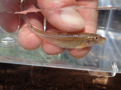 Macrhybopsis australis