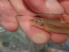 Macrhybopsis australis