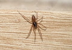 Linyphiidae