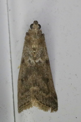 Pyla fusca