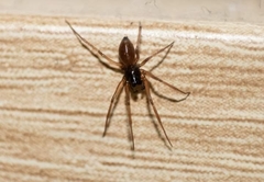 Linyphiidae