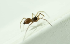 Linyphiidae