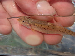 Macrhybopsis australis