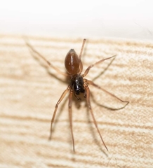 Linyphiidae