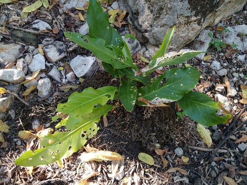 cola de faisán