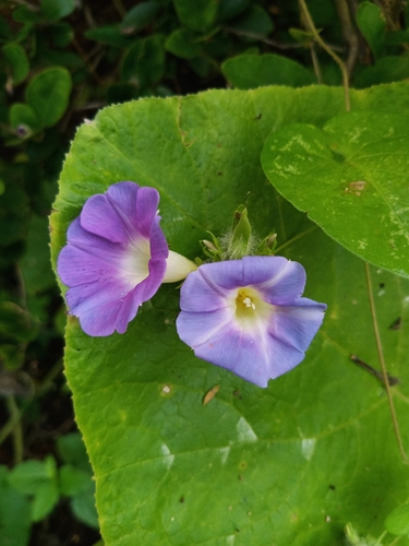 Image of Ipomoea meyeri by no rights reserved