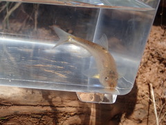 Macrhybopsis australis