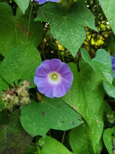 Image of Ipomoea meyeri by no rights reserved