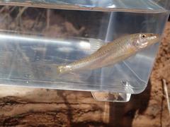 Macrhybopsis australis