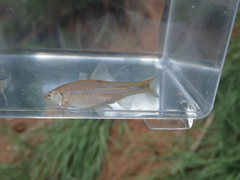 Notropis bairdi