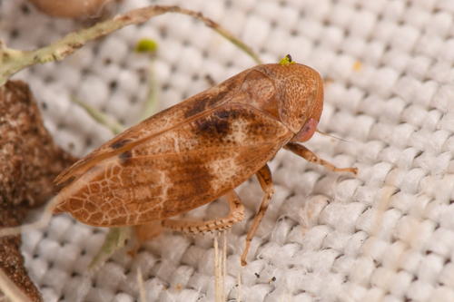 Reticopsis udrobates