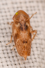 Reticopsis udrobates