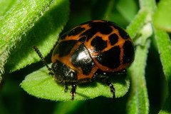 Platyphora congregata