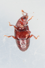 Cerylon unicolor
