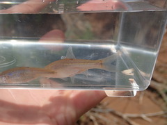 Notropis bairdi