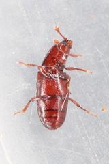 Cerylon unicolor