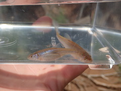 Notropis bairdi