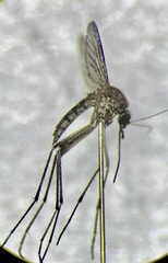 Aedes theobaldi