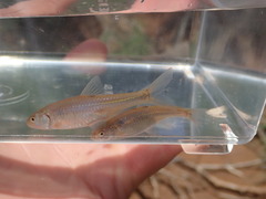 Notropis bairdi