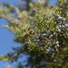 Eastern Redcedar - Photo (c) Steven Severinghaus, some rights reserved (CC BY-NC-SA)