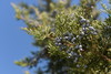 Eastern Redcedar - Photo (c) Steven Severinghaus, some rights reserved (CC BY-NC-SA)