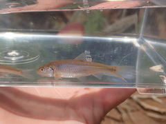 Notropis bairdi