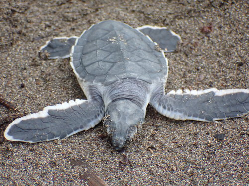 Green turtle