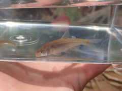 Notropis bairdi